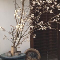 民宿キトラの桜