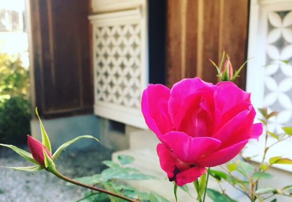お宿キトラ中庭のバラが咲きました