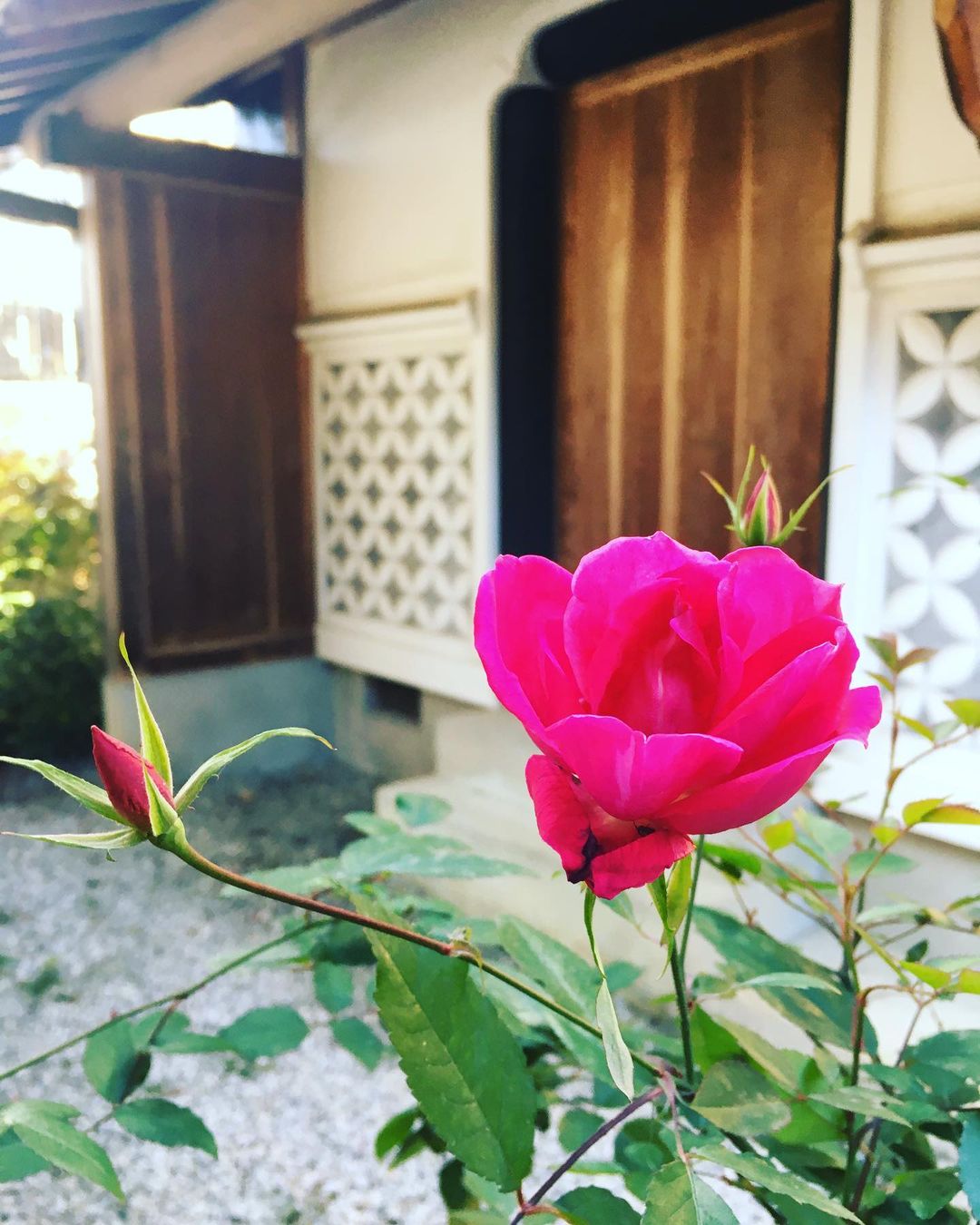 お宿キトラ中庭のバラが咲きました