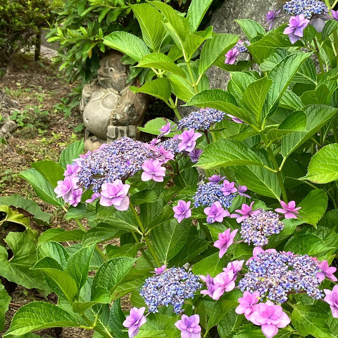 明日香村のお宿キトラのお庭の紫陽花