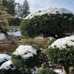 明日香村 お宿キトラの雪景色
