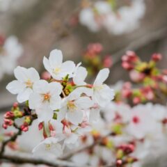 奈良県明日香村｜お宿キトラの満開の桜
