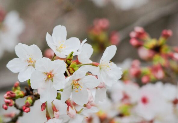 奈良県明日香村｜お宿キトラの満開の桜