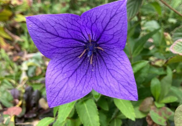 明日香村の桔梗の花