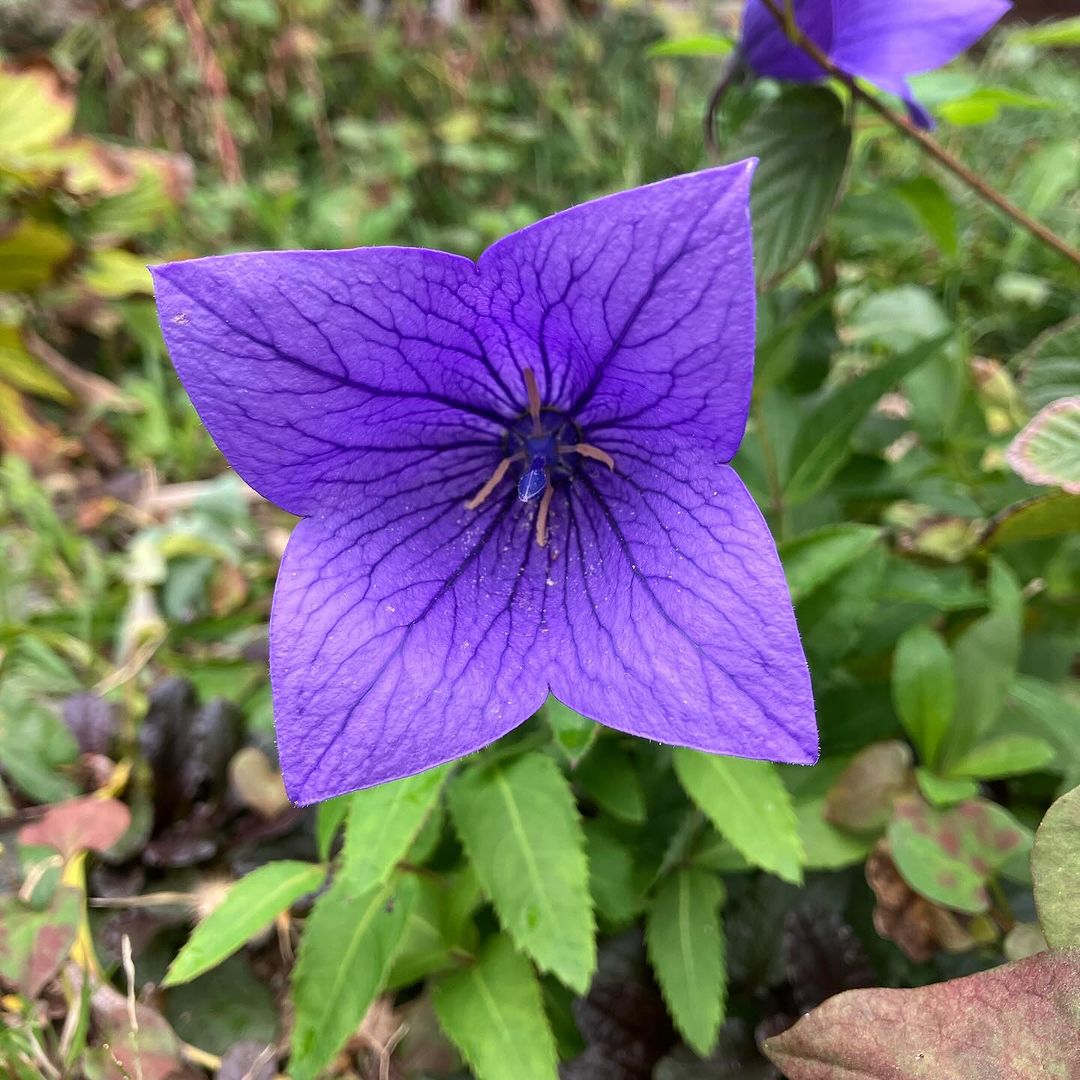 明日香村の桔梗の花