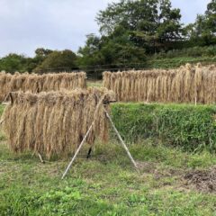 奈良県明日香村の稲掛け（稲架掛け）