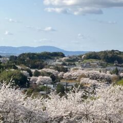 奈良県明日香村の桜