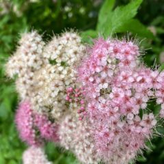 奈良県明日香村｜お宿キトラのお庭のシモツケの花