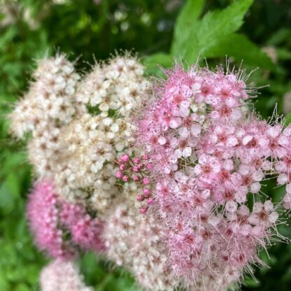 奈良県明日香村｜お宿キトラのお庭のシモツケの花