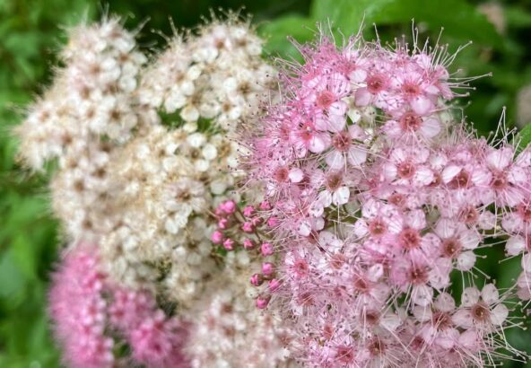 奈良県明日香村｜お宿キトラのお庭のシモツケの花