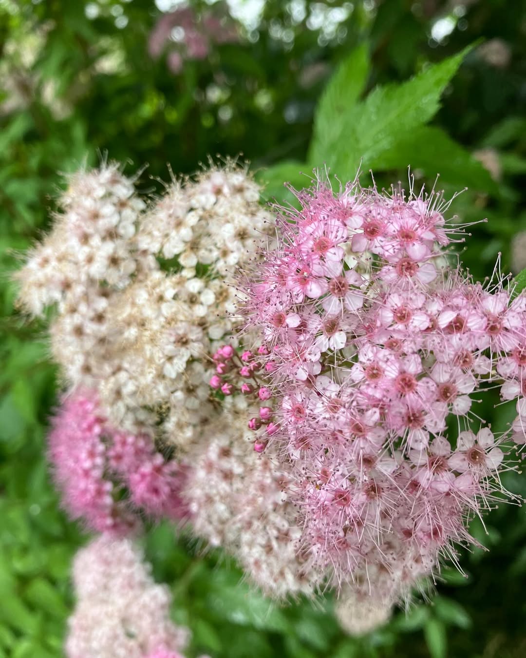 奈良県明日香村|お宿キトラのお庭のシモツケの花