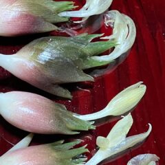 明日香村 お宿キトラ｜自家栽培のミョウガ