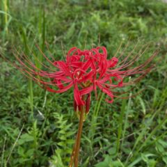 奈良県明日香村の彼岸花