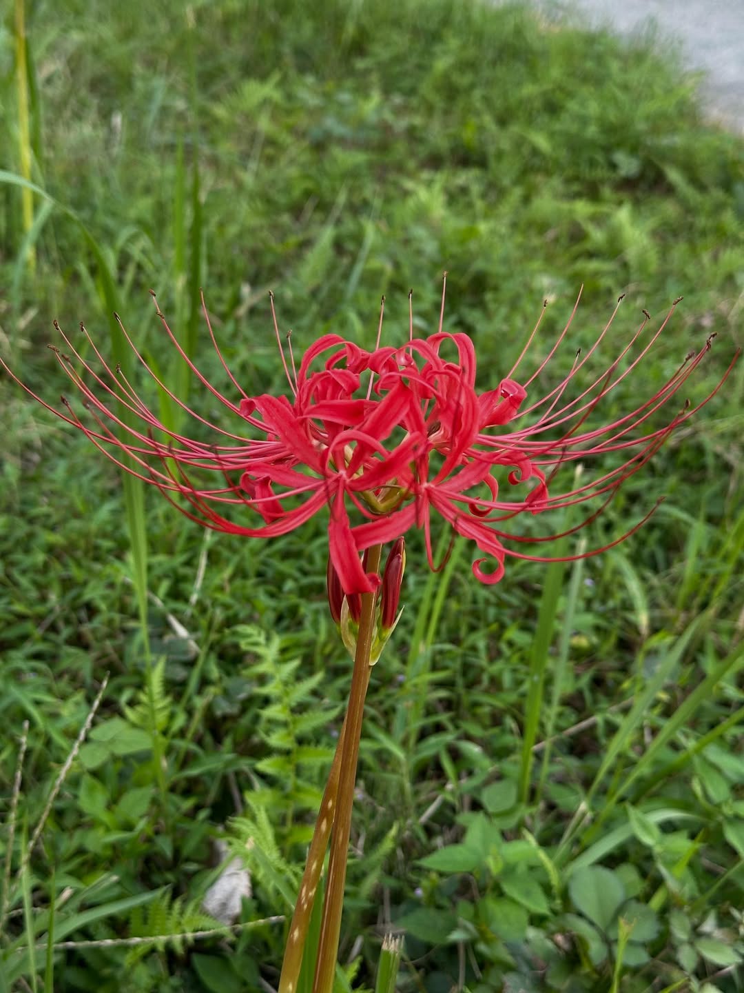 奈良県明日香村の彼岸花