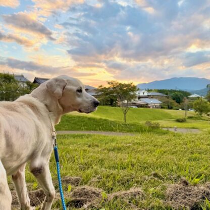 明日香村のお宿キトラの看板犬と散歩