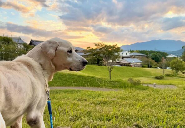 明日香村のお宿キトラの看板犬と散歩
