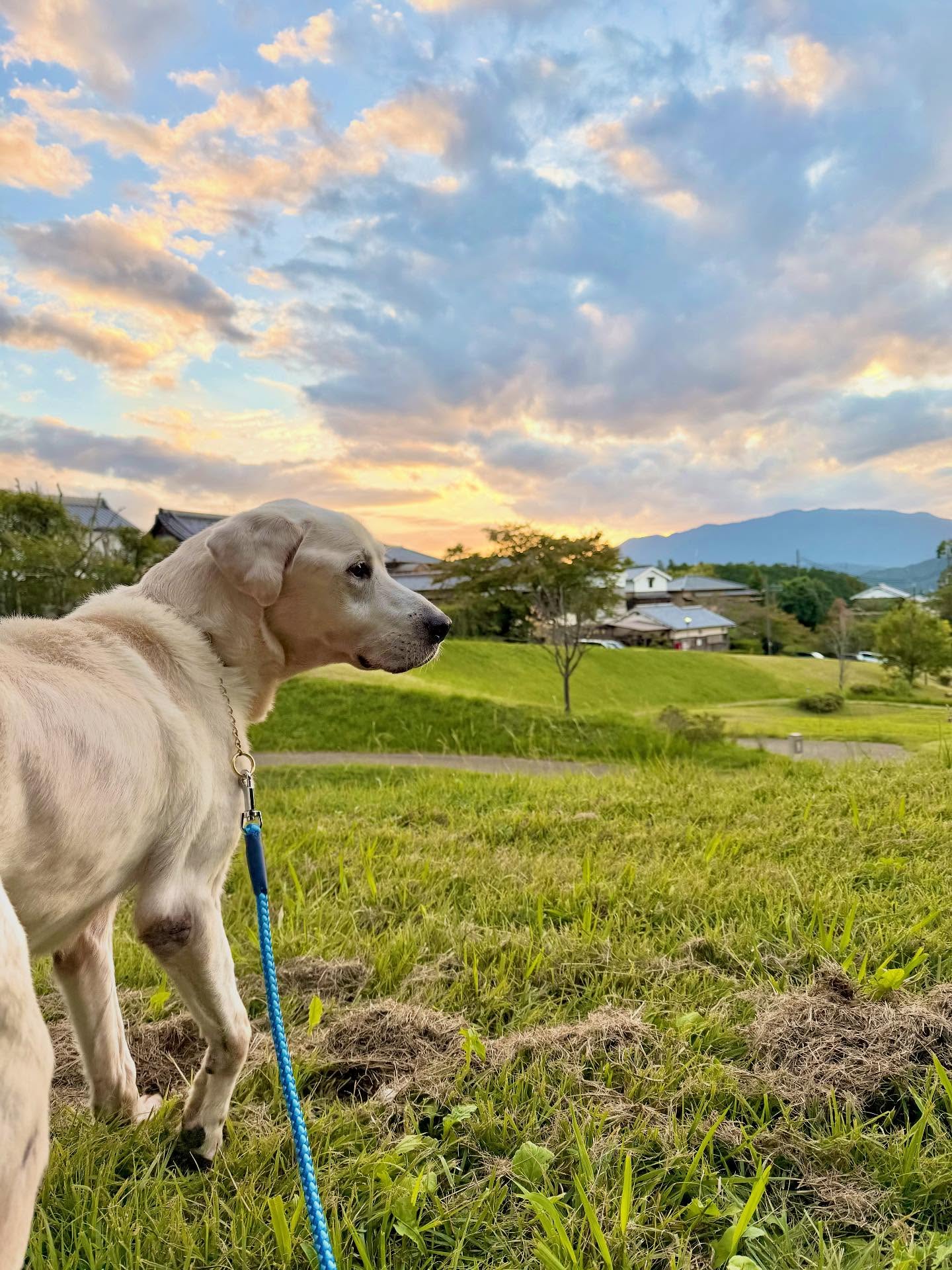 明日香村のお宿キトラの看板犬と散歩