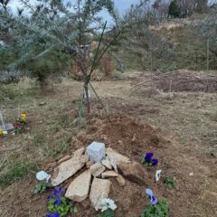 明日香村 お宿キトラ｜ミモザの木の下で