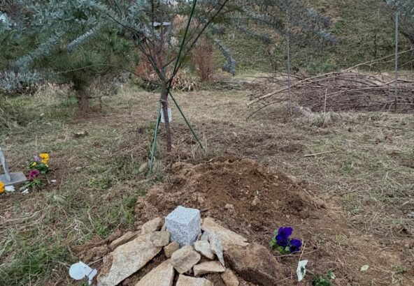 明日香村 お宿キトラ｜ミモザの木の下で