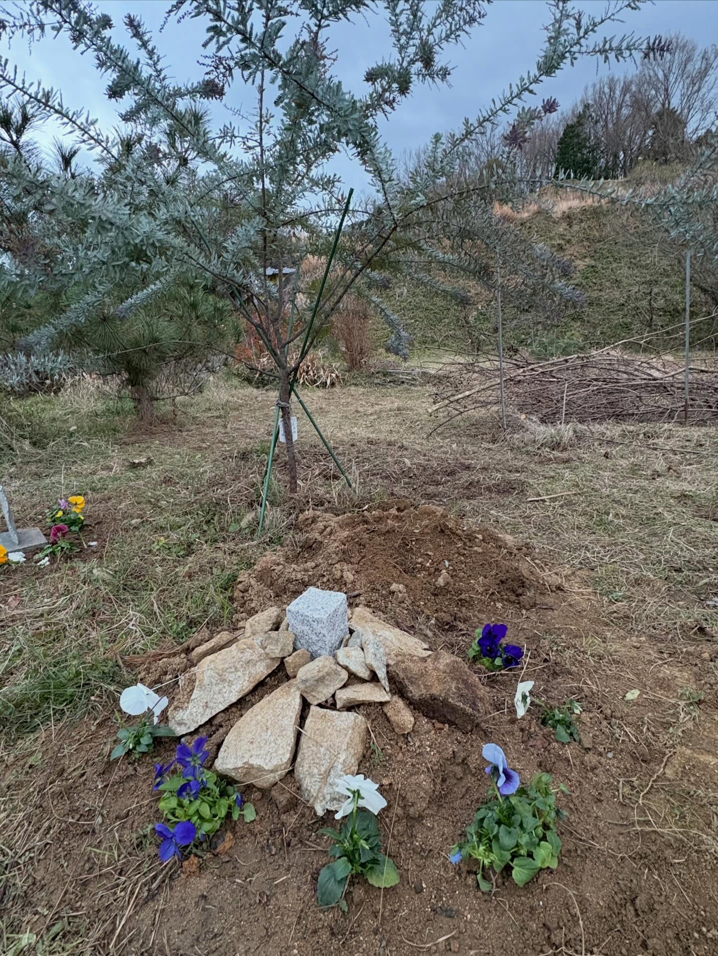 明日香村 お宿キトラ｜ミモザの木の下で