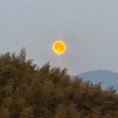 明日香村の美しい早朝の月