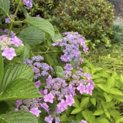 明日香村お宿キトラの美しい紫陽花