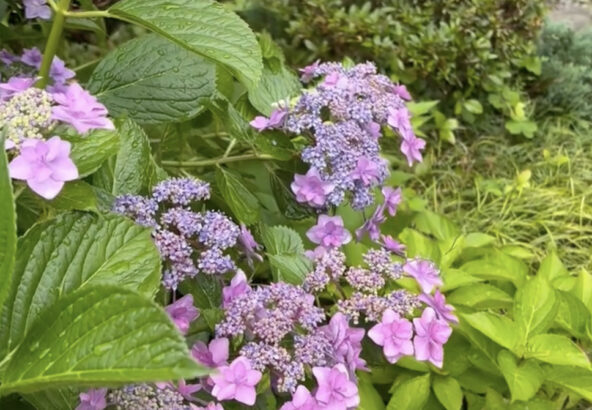 明日香村お宿キトラの美しい紫陽花