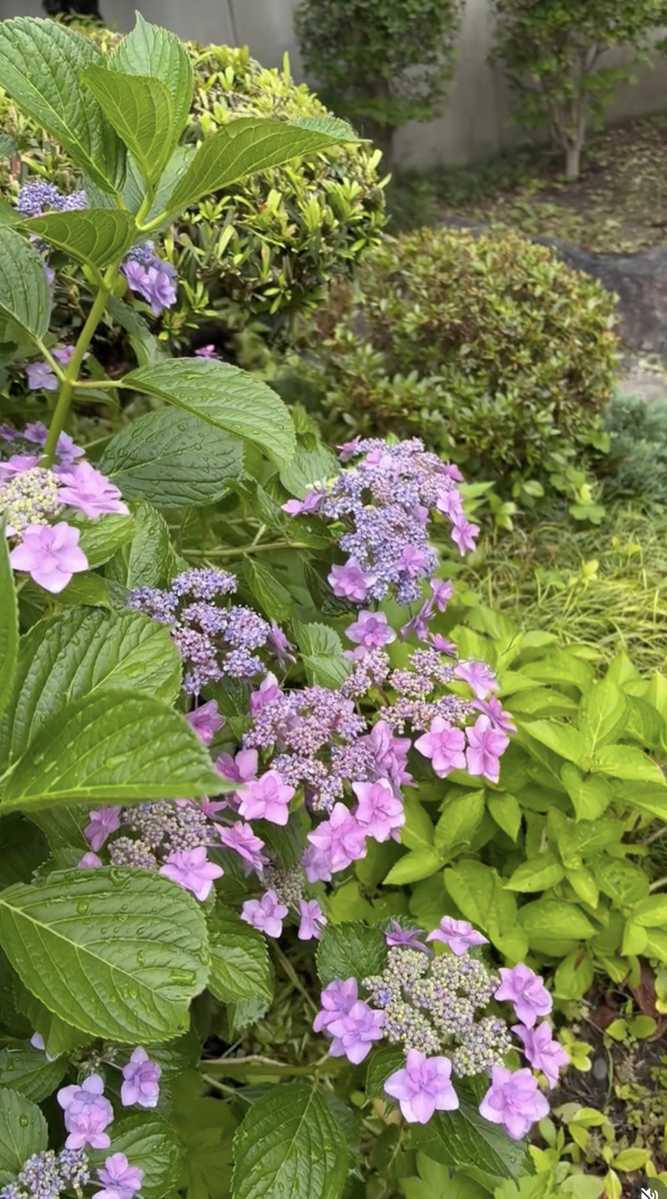 明日香村お宿キトラの美しい紫陽花