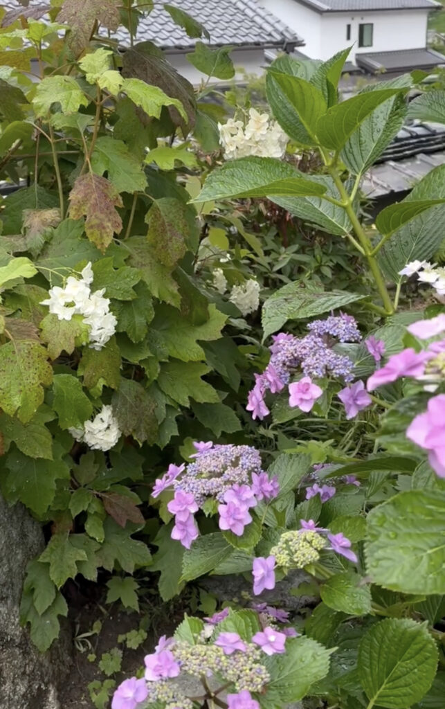明日香村お宿キトラの美しい紫陽花