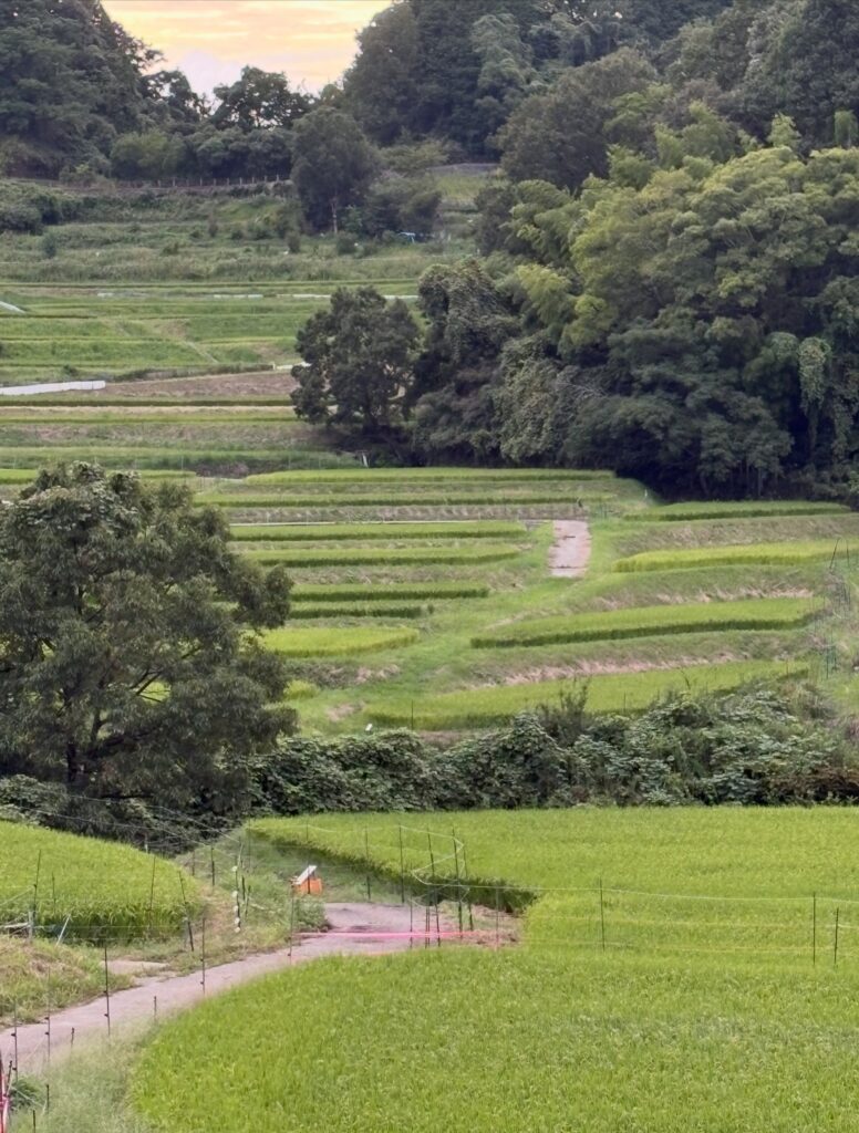 明日香村の秋の棚田