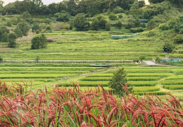 明日香村の秋の棚田